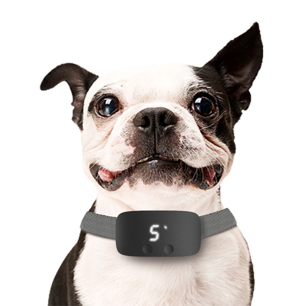 Dog Anti-Bark Training Device